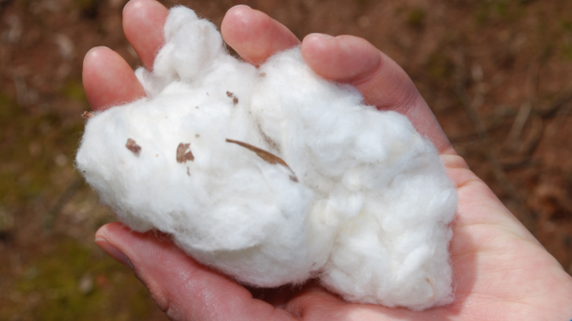 綿の選び方